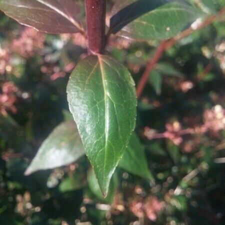 Abelia x grandiflora Fulla