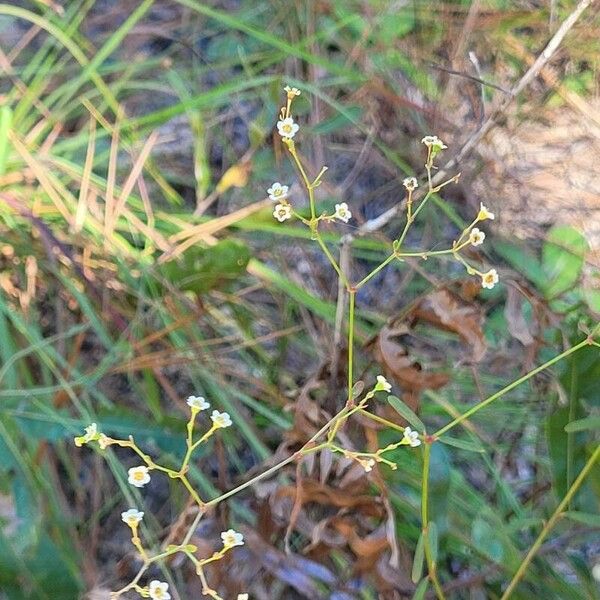 Euphorbia corollata Blüte