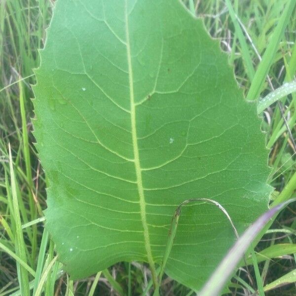 Silphium terebinthinaceum Leaf