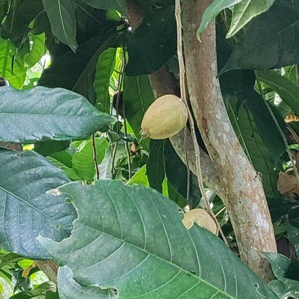 Barringtonia racemosa Fruct