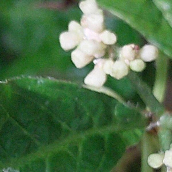 Psychotria nervosa Blüte