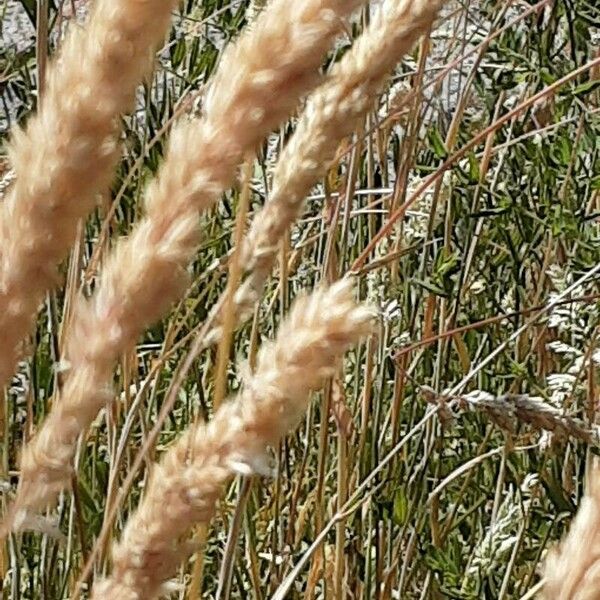 Calamagrostis epigejos Flower