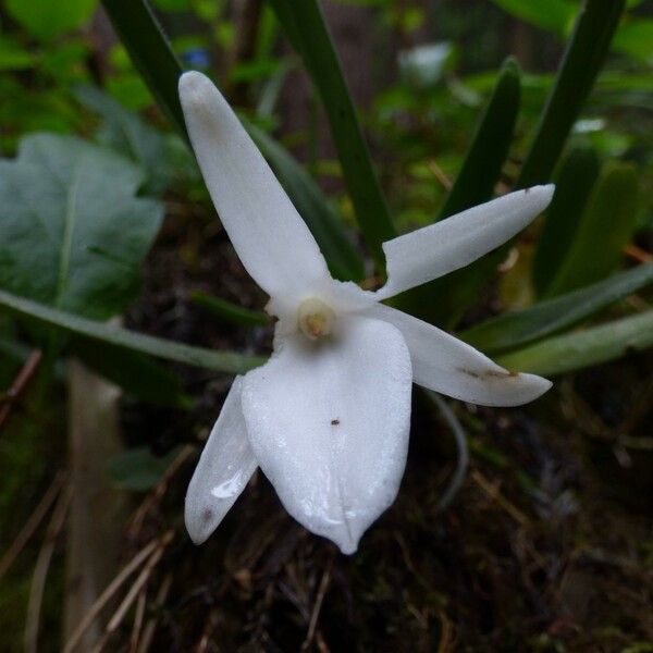 Angraecum borbonicum 花