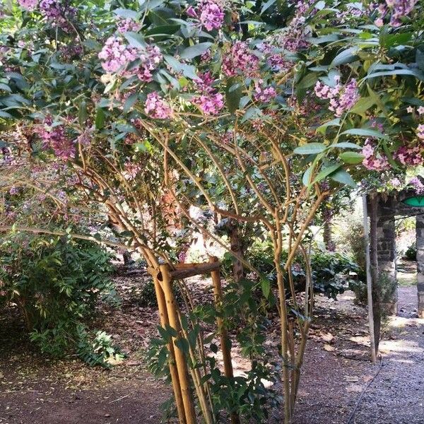 Cestrum elegans Habitat