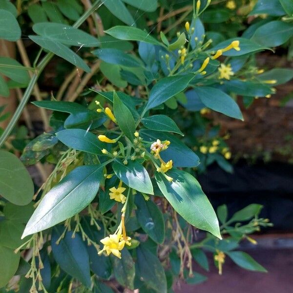 Chrysojasminum odoratissimum 花