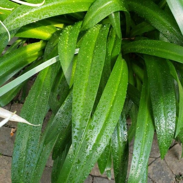 Hymenocallis littoralis Blad