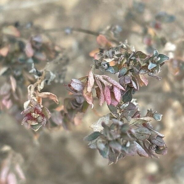 Atriplex semibaccata Foglia