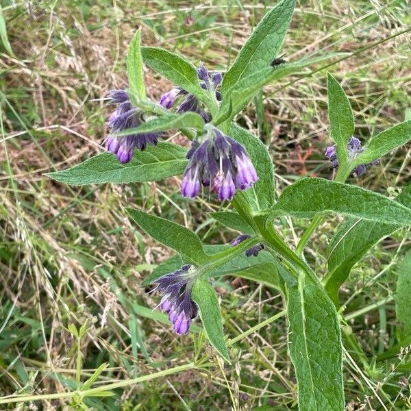 Symphytum officinale Fleur