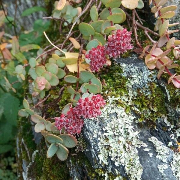 Hylotelephium sieboldii Цветок