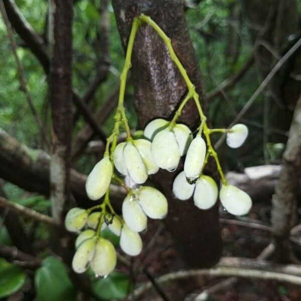 Diploclisia glaucescens Φρούτο