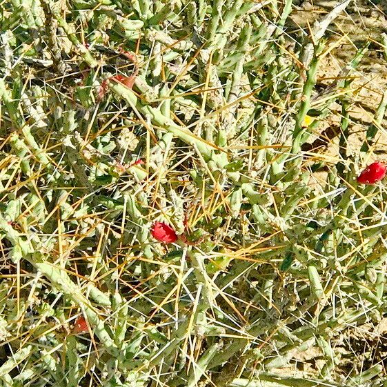 Cylindropuntia leptocaulis Levél