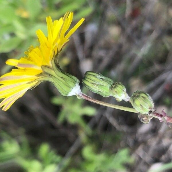 Sonchus tenerrimus ফুল