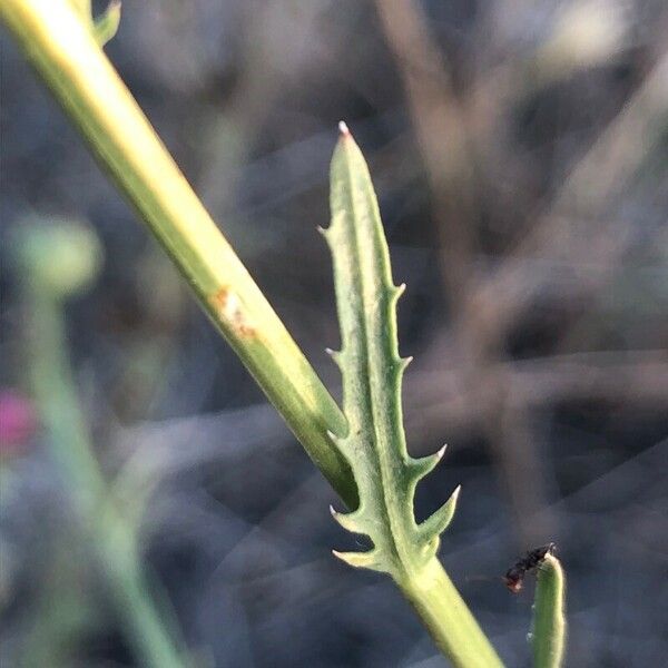 Mantisalca salmantica Leaf