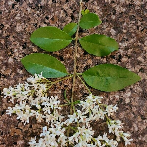 Ligustrum sinense Blüte