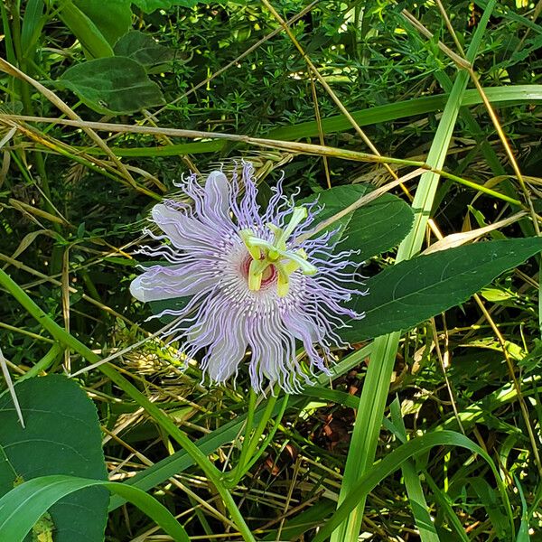 Passiflora incarnata Blüte