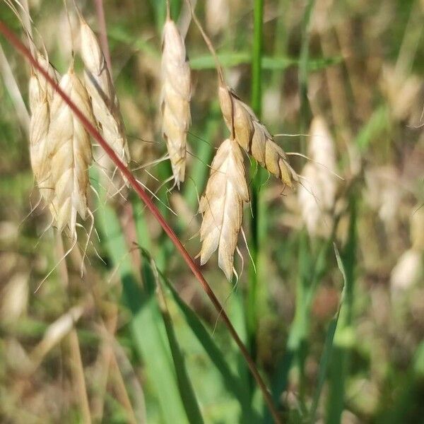 Bromus squarrosus फल