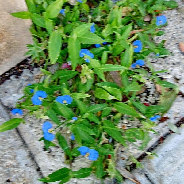 Commelina erecta Habit