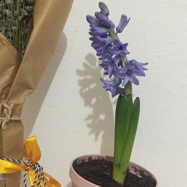 Hyacinthus orientalis Квітка