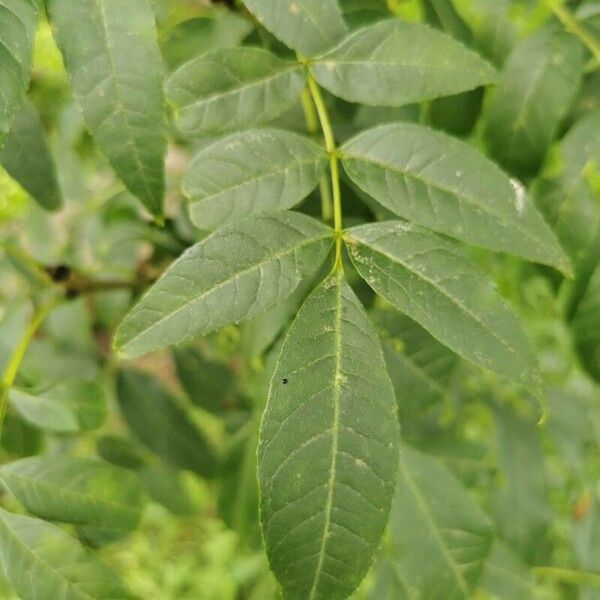 Fraxinus excelsior ഇല