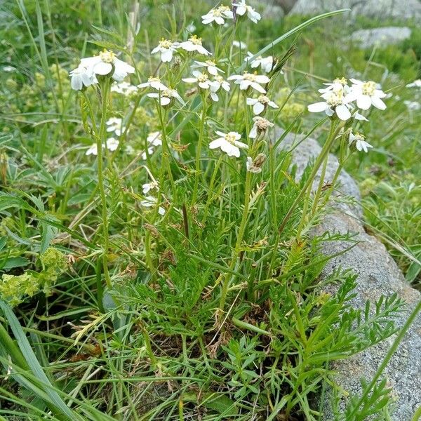 Achillea erba-rotta Alkat (teljes növény)