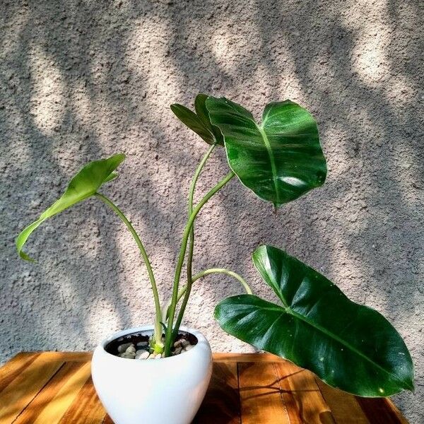 Philodendron burle-marxii Feuille