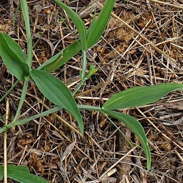 Lathyrus latifolius Leaf