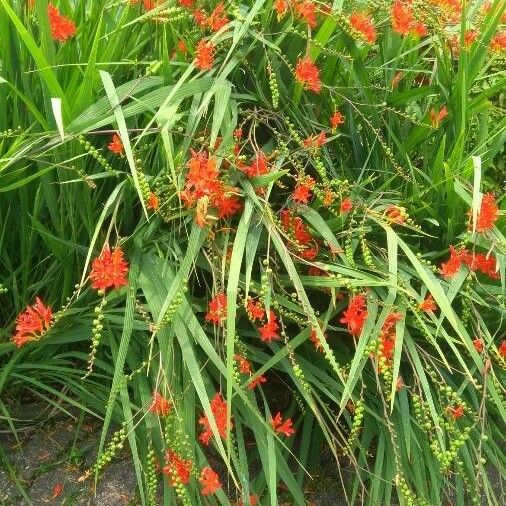 Crocosmia × crocosmiiflora ᱛᱟᱦᱮᱸ