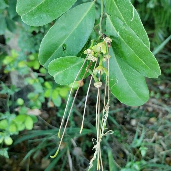 Morisonia flexuosa Blomst