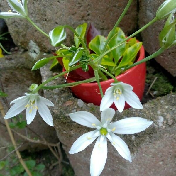 Ornithogalum divergens Kvet