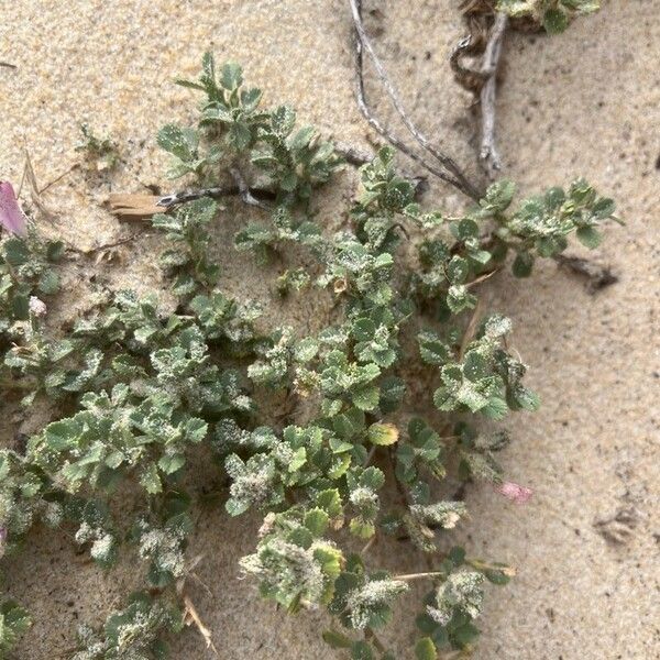 Ononis spinosa Leaf