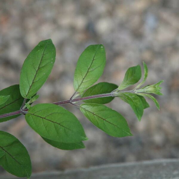Fuchsia spp. Leaf