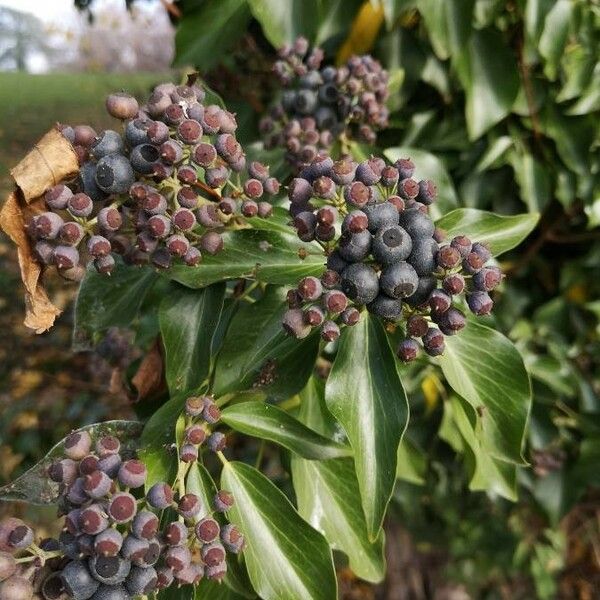 Hedera helix Gyümölcs