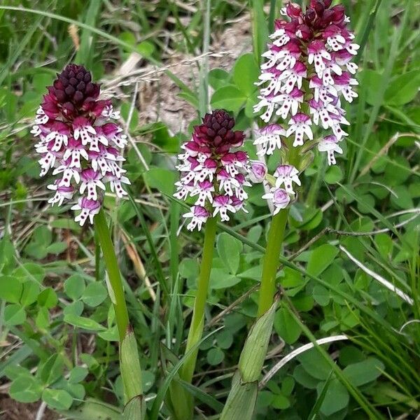 Neotinea ustulata Flor