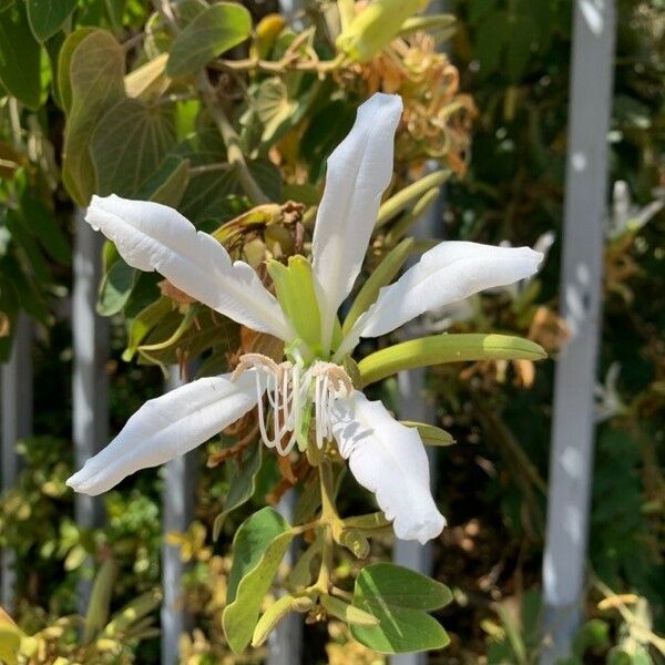 Bauhinia forficata Λουλούδι