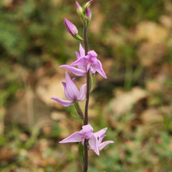 Cephalanthera rubra ফুল