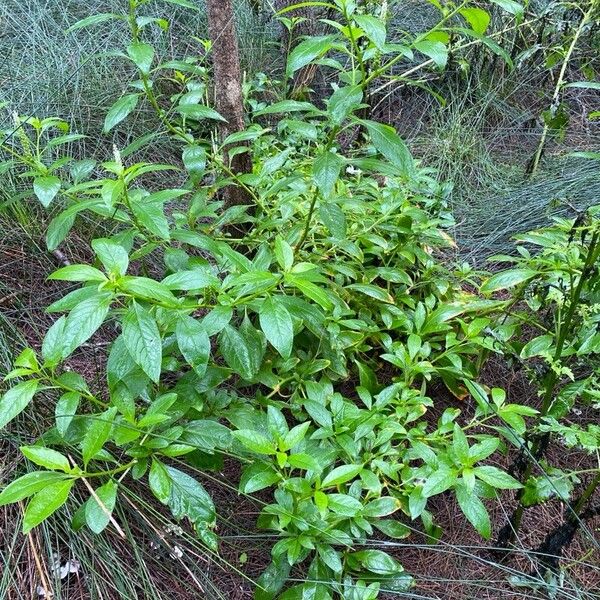 Phytolacca icosandra Habitus