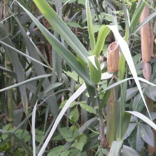 Arundo donax Φύλλο