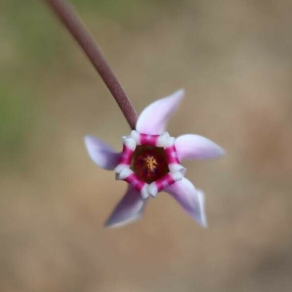 Cyclamen hederifolium Květ