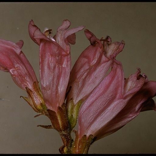 Penstemon davidsonii Flower