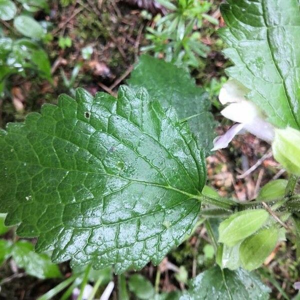 Melittis melissophyllum 葉