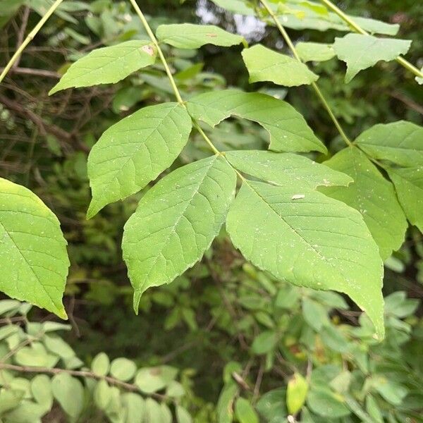 Fraxinus americana Hoja