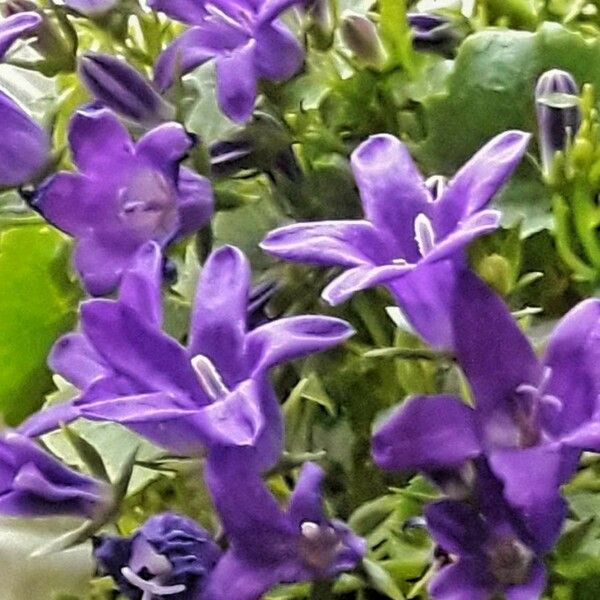 Campanula portenschlagiana Flors