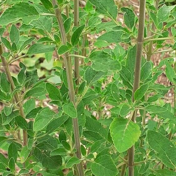 Bystropogon canariensis Blad