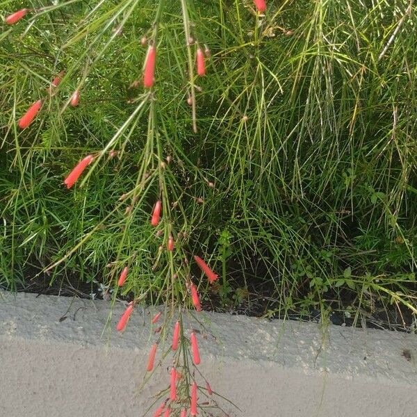 Russelia equisetiformis Blüte