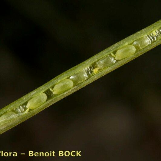 Conringia orientalis ফল