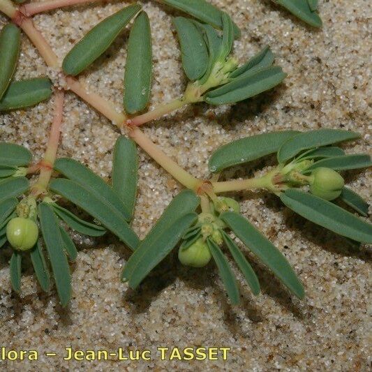 Euphorbia polygonifolia Arall