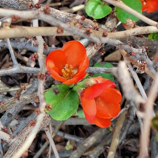 Chaenomeles × superba Flors