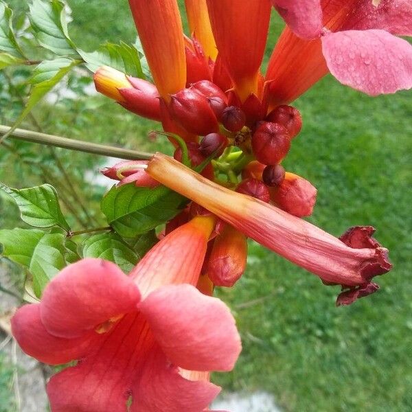 Campsis radicans Bloem