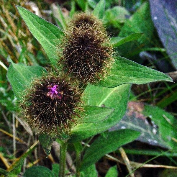 Centaurea phrygia Flower