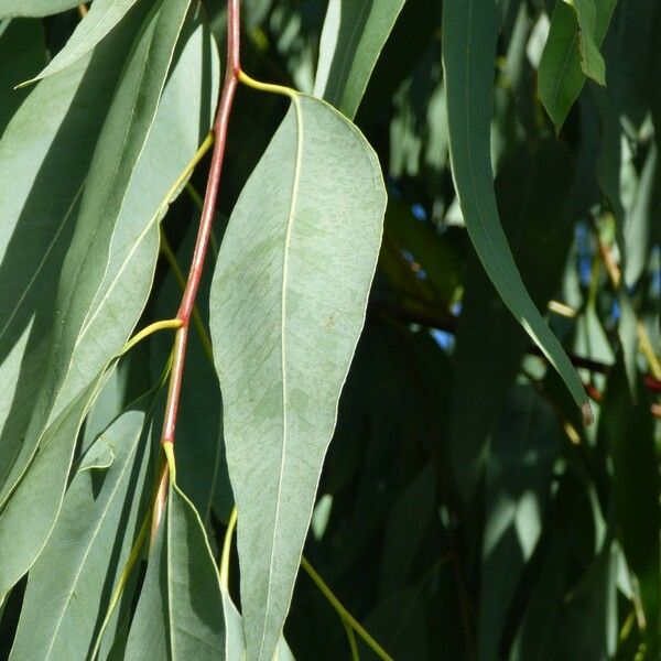 Eucalyptus tereticornis Lehti